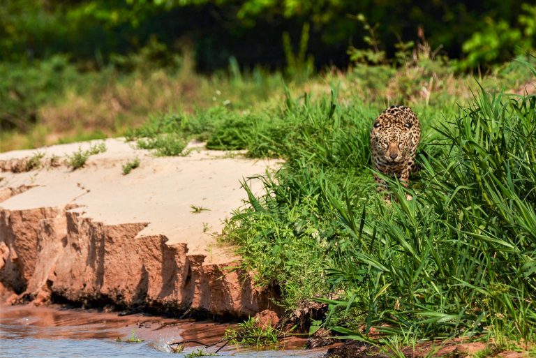 À la recherche du jaguar - Pantanal et Mata Atlantica avec Birding Experience