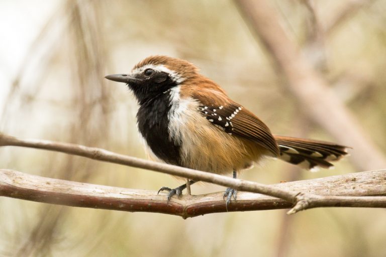 Rusty-backed antwren (Formicivora rufa) - Itororo - Pantanal and Atlantic Forest with Birding Experience