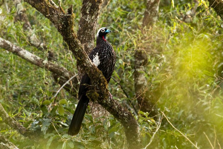Pénélope à front noir (Pipile jacutinga) - Surucua - De Buenos Aires à Iguazú avec Birding Experience