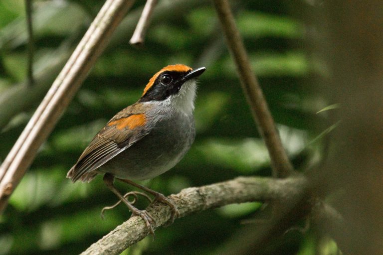 Trilha Dos Tucanos - Atlantic Forest Photo Tour with Birding Experience