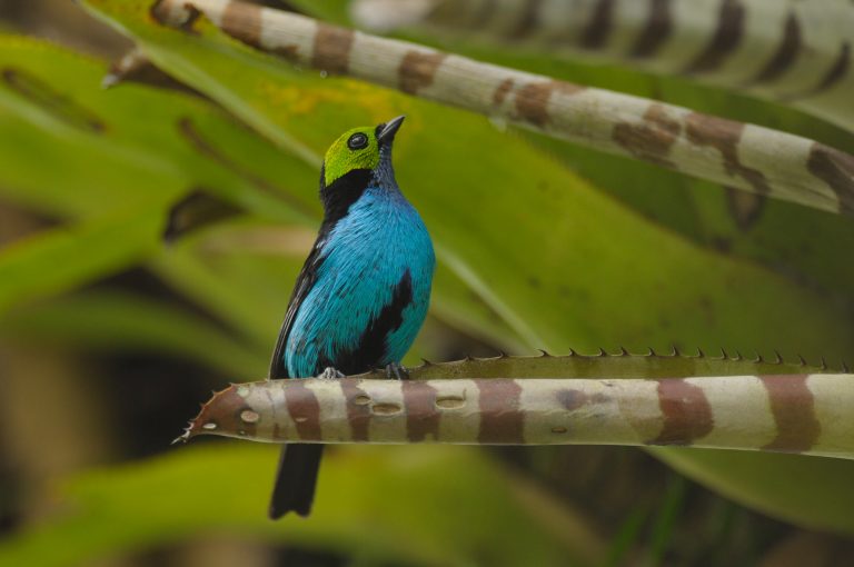 Amarun Pakcha – La Brisa - Papallacta - Equateur: Les oiseaux en image avec Birding Experience