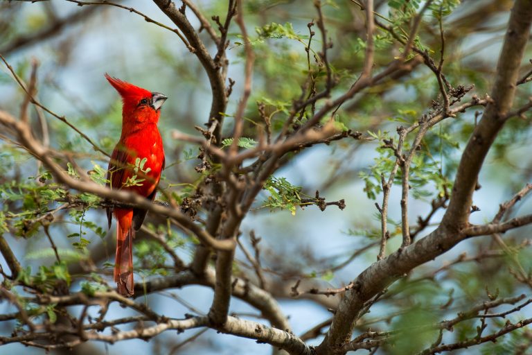 Vermilion cardinal (Cardinalis phoeniceus) - Los Flamencos - Caricari - From Santa Marta to Perija with Birding Experience