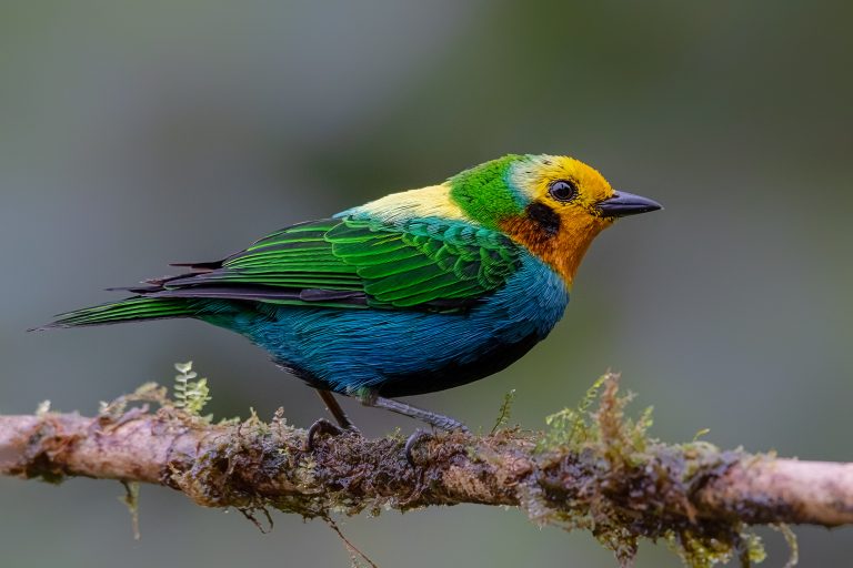 LAGUNE DE SONSO - BOSQUE DE NIEBLA - DES ANDES CENTRALES AU CHOCÓ avec Birding Experience