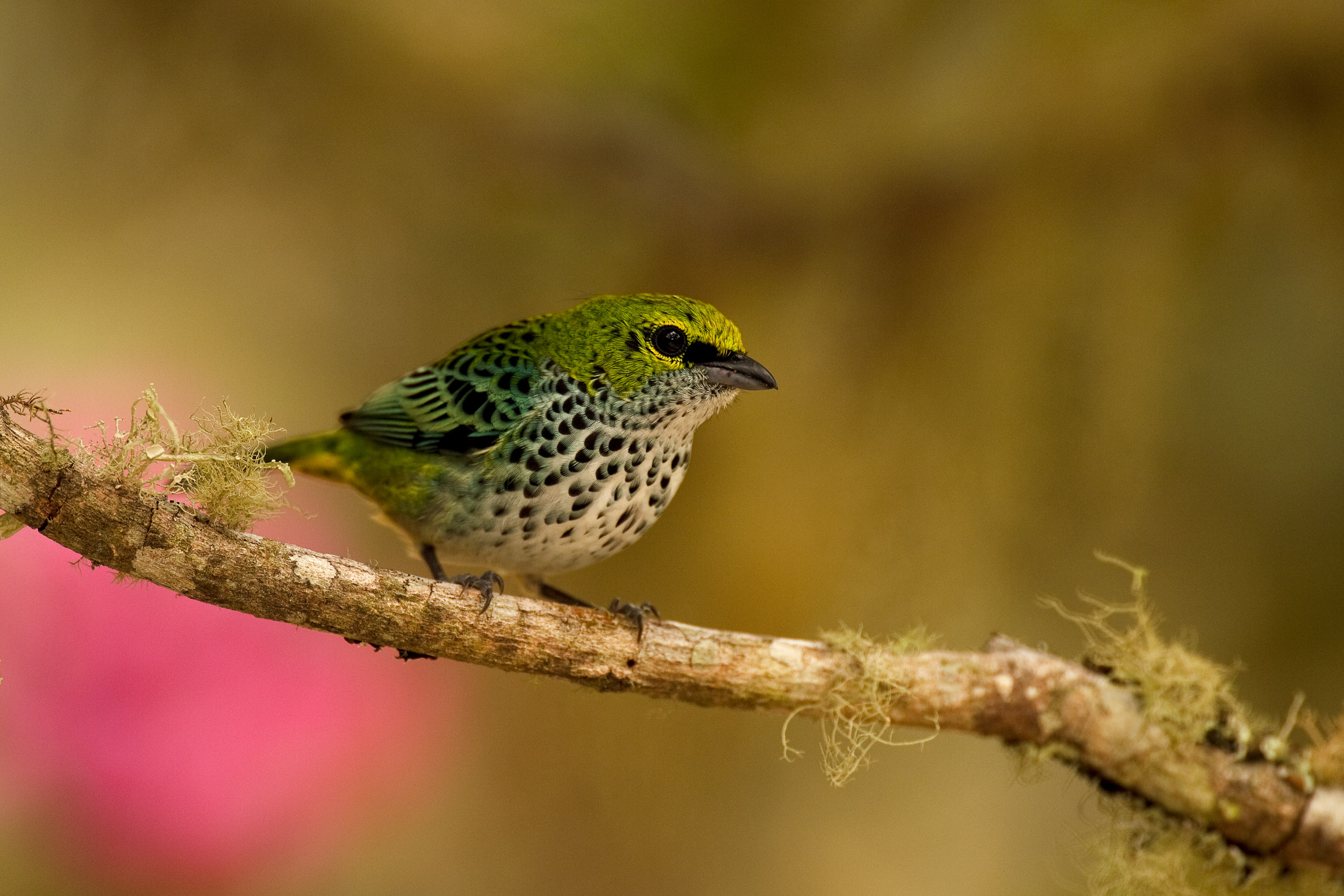 Les Réunions équatoriennes d’ornithologie, un espace de divulgation