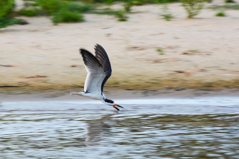 Black skimmer (Rynchops niger) - Piuval - Cuiabá - Pantanal and Atlantic Forest with Birding Experience