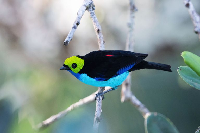 Histoires de plumes : projet de suivi des oiseaux - Station Biologique du Tiputini avec Birding Experience