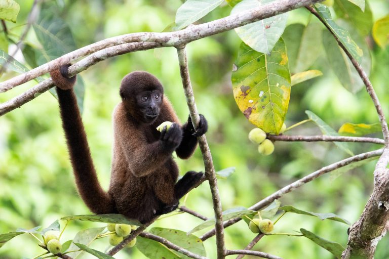 Sur les traces de nos plus proches parents : projet primates - Station Biologique du Tiputini avec Birding Experience