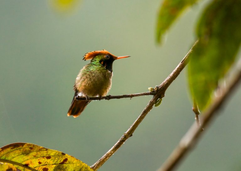 Copalinga - Rio Bombuscaro - Tumbesian endemics and southern Andes with Birding Experience