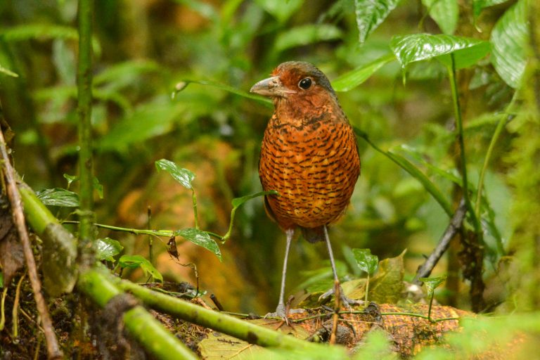 Paz de las Aves - Balcon Tumpiki - Sachatamia - In the heart of the Andean Chocó - Slow Birding with Birding Experience