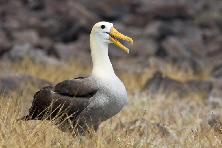 Albatros des Galapagos (Phoebastria irrorata) - Île Española : Baie Gardner - Îlot Osborn - Cap Suarez - Croisière spéciale photo aux Galápagos avec Birding Experience