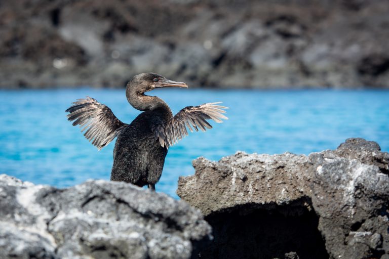 Destination Travels to Galápagos with Birding Experience