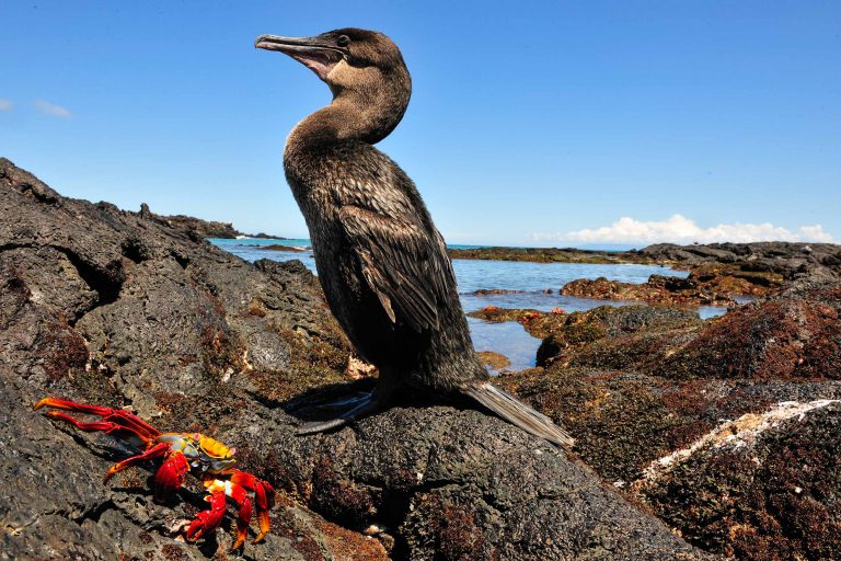 Isabela island: Punta Albemarle - Punta Vicente Roca - Darwin's Endemics with Birding Experience