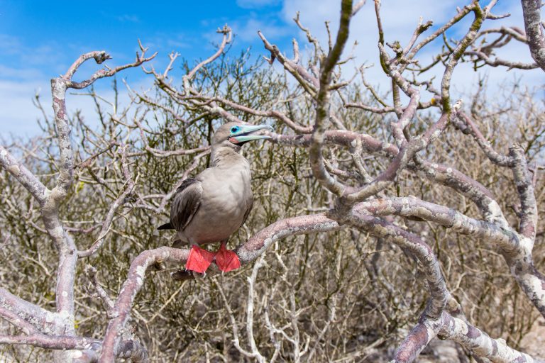 Île Genovesa : El Barranco - Baie de Darwin - Croisière spéciale ornitho aux Galápagos avec Birding Experience