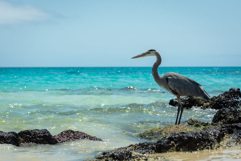Île de Santiago : Puerto Egas – Plage Espumilla - Croisière spéciale ornitho aux Galápagos avec Birding Experience