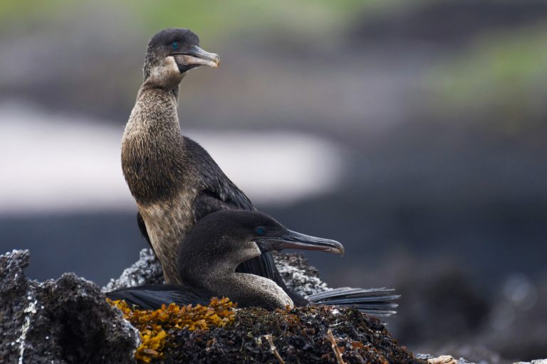 Île Isabela : Tagus Cove - Urbina Bay - Croisière spéciale ornitho aux Galápagos avec Birding Experience