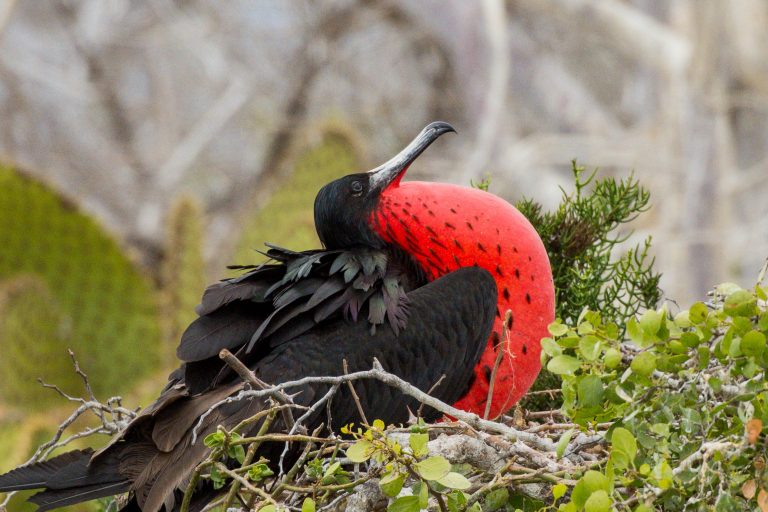 Île Baltra – Île Seymour Nord - Endémiques de Darwin avec Birding Experience