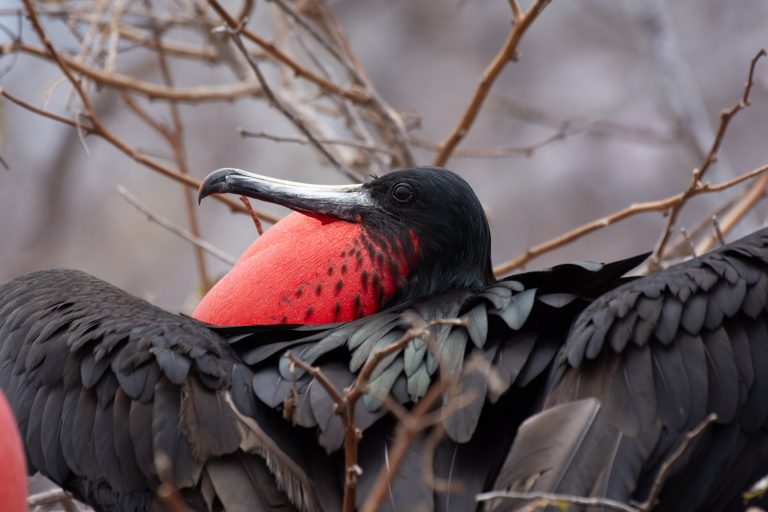Île San Cristóbal : Cerro Tijereta - Croisière spéciale ornitho aux Galápagos avec Birding Experience
