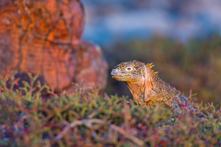Île Plaza Sur - Île Santa Fe - Croisière spéciale photo aux Galápagos avec Birding Experience