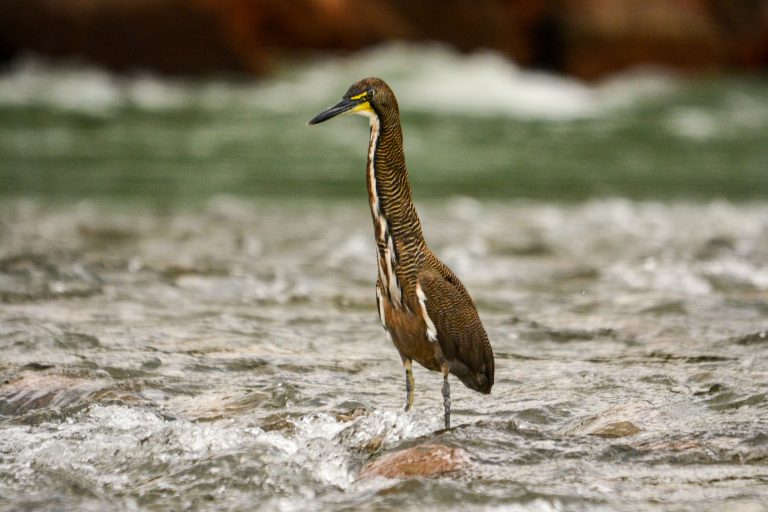 Onore rayé (Tigrisoma lineatum) - Manu Wildlife Center – Puerto Maldonado – Lima - Histoires de plumes et de pierres avec Birding Experience