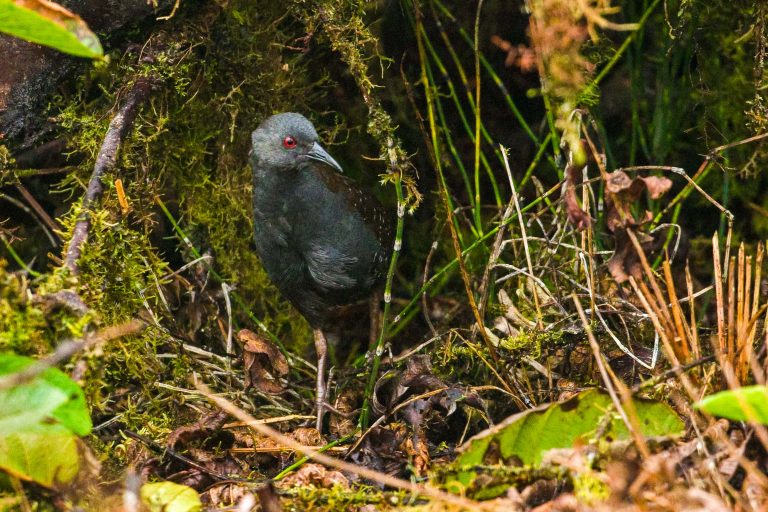 Râle des Galapagos (Laterallus spilonota) - Île Santa Cruz : Cerro Crocker - Baltra - Endémiques de Darwin avec Birding Experience