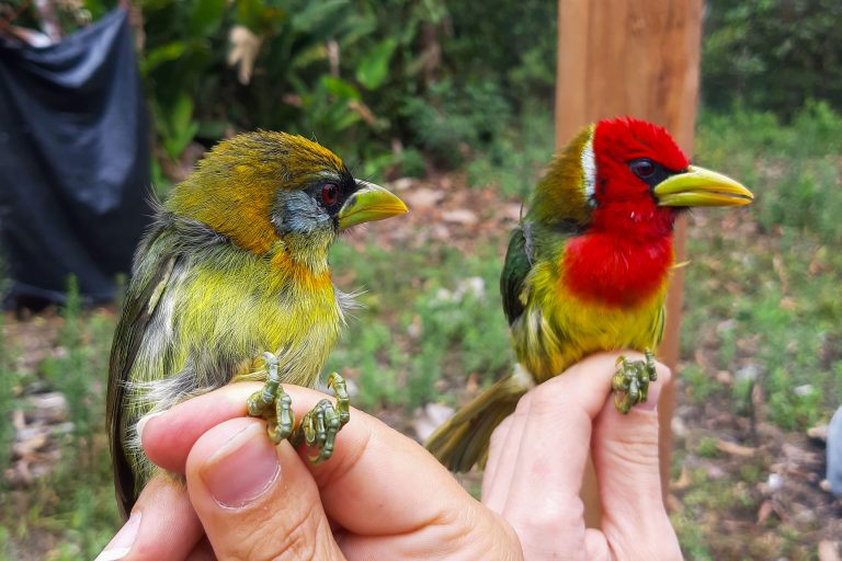 Baguage et études polliniques sur les colibris - Un peu du Chocó équatorien avec Birding Experience