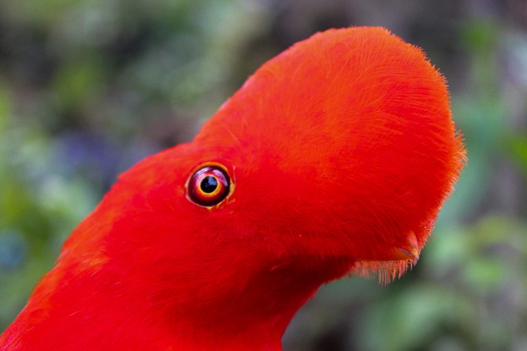 Coq de roche et recensement d'oiseaux - Un peu du Chocó équatorien avec Birding Experience