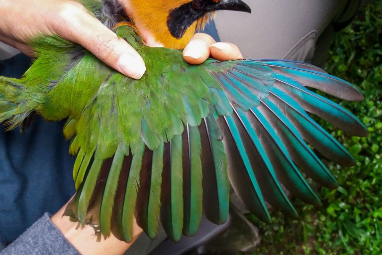 Un peu du Chocó équatorien avec Birding Experience