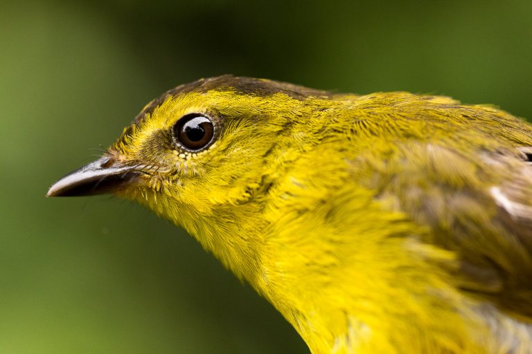 Arrivée à la réserve - introduction au suivi oiseaux - Un peu du Chocó équatorien avec Birding Experience