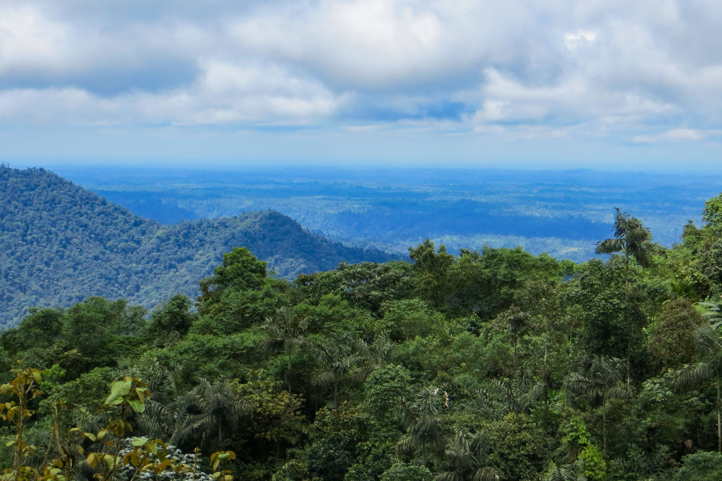 Un peu du Chocó équatorien avec Nature Experience