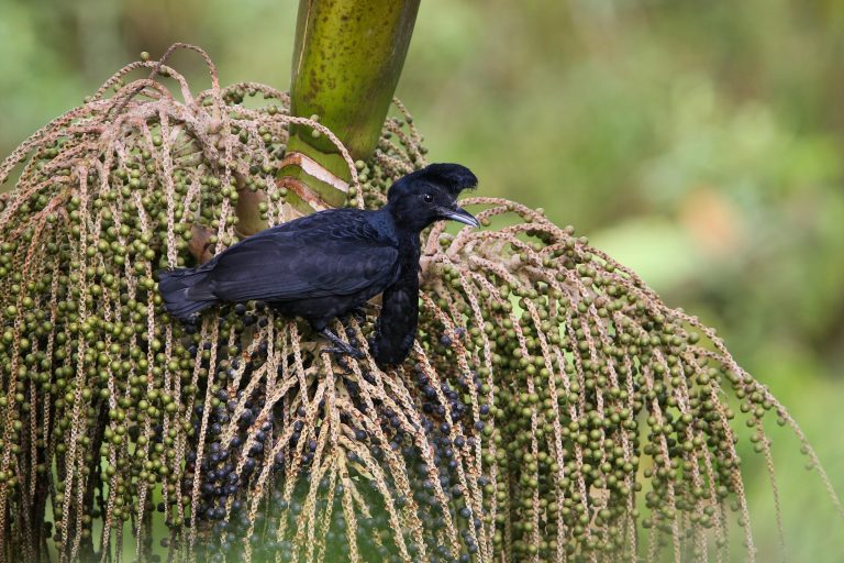 Long-wattled Umbrellabird (Cephalopterus penduliger) - Sachatamia - Santa Rosa - In the heart of the Andean Chocó - Slow Birding with Birding Experience