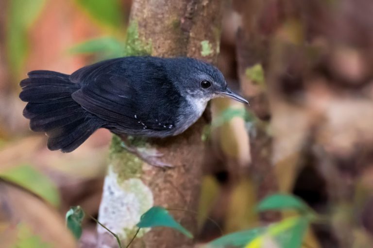 Yapacana Antbird (Aprositornis disjuncta) - Bogotá – Inírida - Inírida with Birding Experience