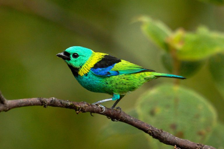 Voyages d’observation ornithologique - Photo tour dans la Mata Atlantica Sud avec Birding Experience