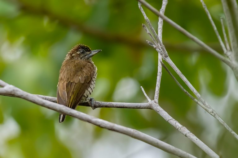 Orinoco Piculet (Picumnus pumilus) - La Matraca trail - Inírida with Birding Experience