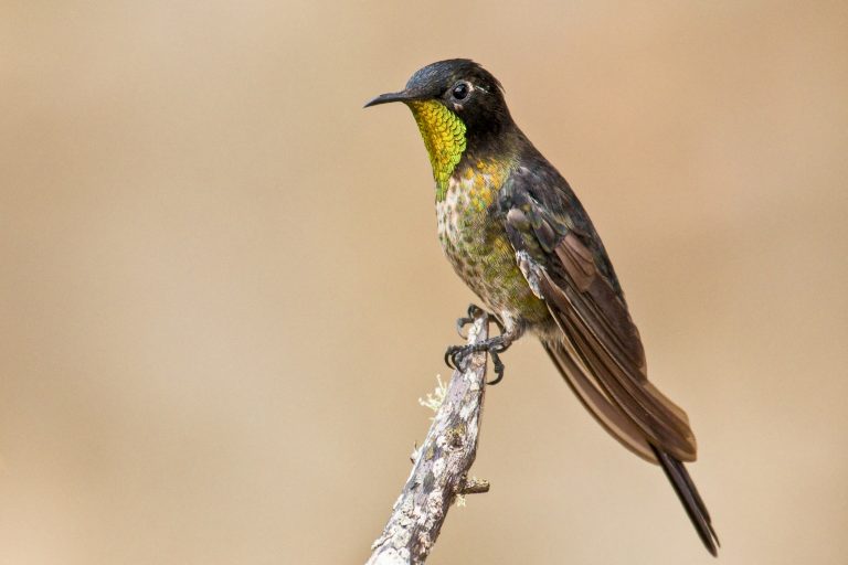 Colibri à dos noir (Ramphomicron dorsale) - La Victoria - Cincinati - El Dorado - De Santa Marta a Perija avec Birding Experience
