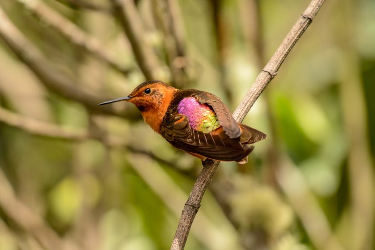 Nouveau record pour le Global Big Day et pour l’Equateur. - Par Birding Experience