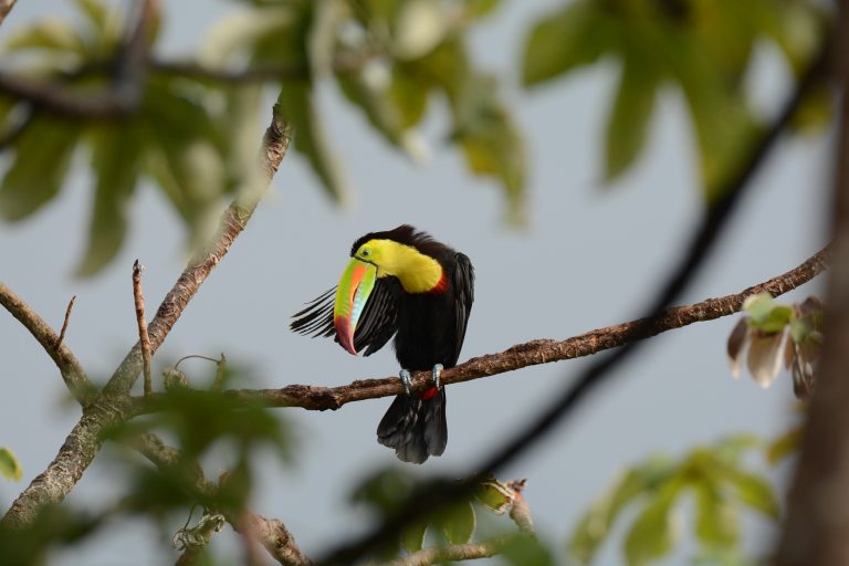 Toucan à carène (Ramphastos sulfuratus) - Minca - Santa Marta - Valledupar - De Santa Marta a Perija avec Birding Experience