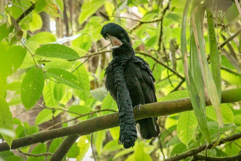 Long-wattled Umbrellabird (Cephalopterus penduliger) - Buenaventura - Tumbesian endemics and southern Andes with Birding Experience