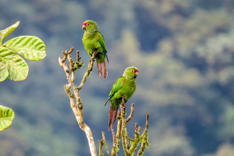 Buenaventura - Tumbesian endemics and southern Andes with Birding Experience