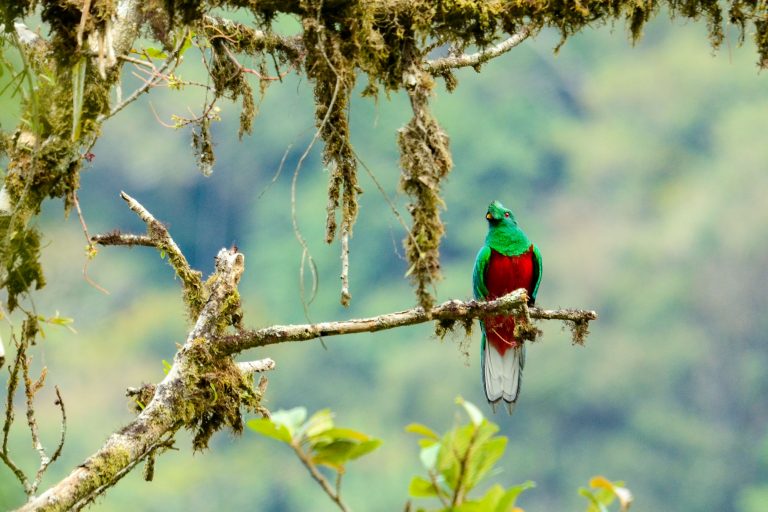 Quetzal antisien (Pharomachrus antisianus) - Wayra - Narupa - Sumaco - Des deux côtés des Andes équatoriennes avec Birding Experience