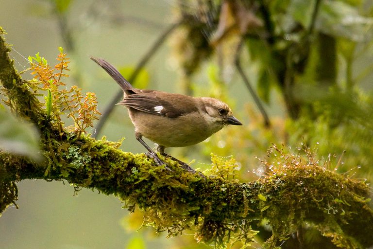 Yunguilla - Cuenca - Tumbesian endemics and southern Andes with Birding Experience