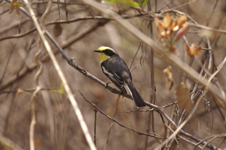 Buenaventura - Zapotillo - Jorupe - Tumbesian endemics and southern Andes with Birding Experience