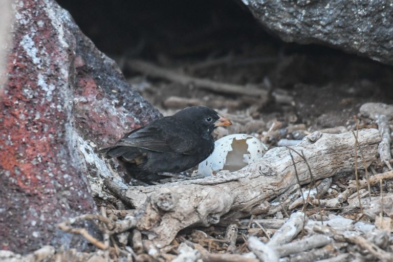 Birding tours - Darwin’s Endemics with Birding Experience