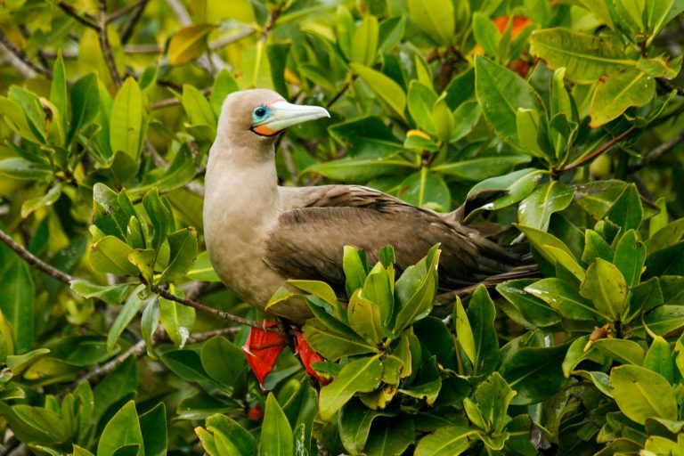 Fou à pieds rouges (Sula sula) - Île Genovesa - Endémiques de Darwin avec Birding Experience