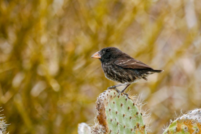 Common Cactus-Finch (Geospiza scandens) - Santiago island: Puerto Egas – Playa Espumilla - The Darwin's Endemics with Birding Experience
