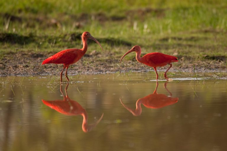 Scarlet Ibis (Eudocimus ruber) - Yopal - La Aurora - Sublime Llanos with Birding Experience