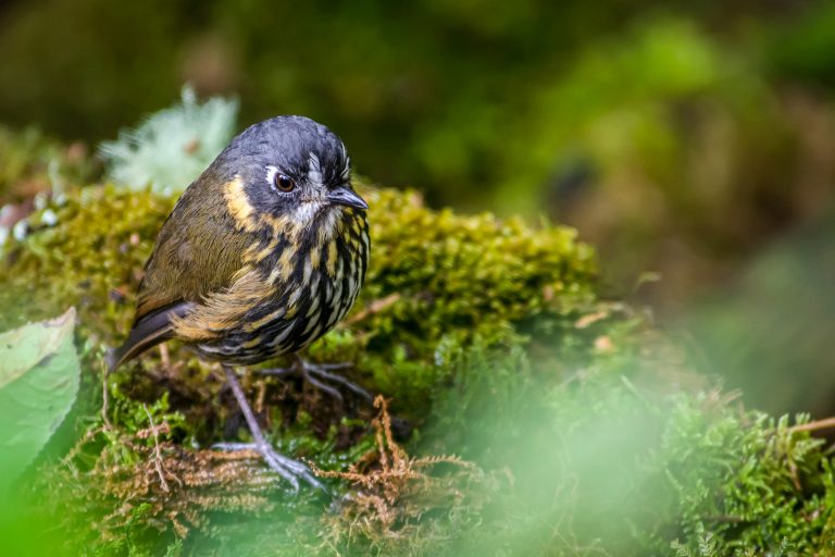 Voyages d’observation ornithologique - Des deux côtés des Andes équatoriennes avec Birding Experience