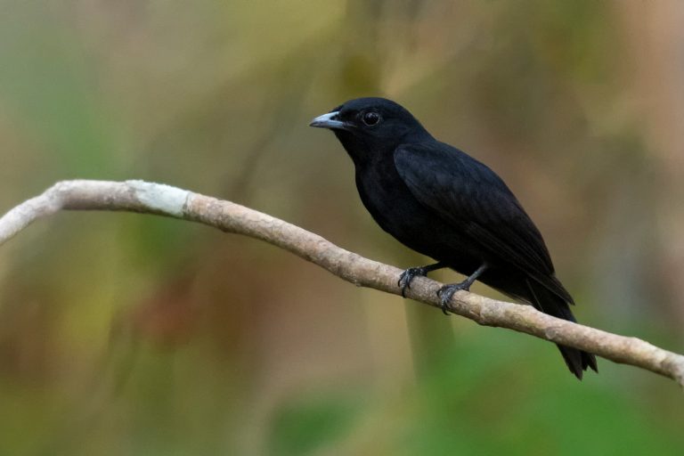 Black Manakin (Xenopipo atronitens) - Yapacan reserve - Inírida with Birding Experience