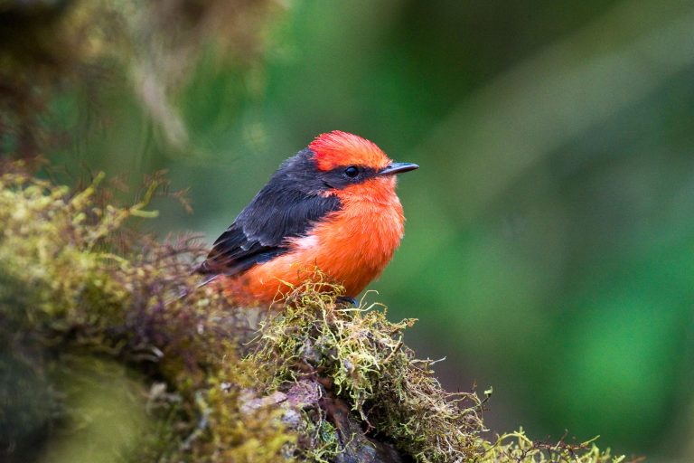 Brujo Flycatcher (Pyrocephalus nanus) - Isabela island: Punta Albemarle - Punta Vicente Roca - Darwin's Endemics with Birding Experience