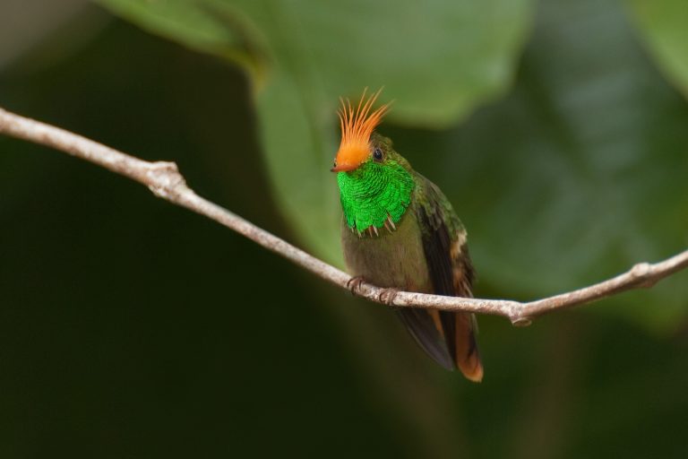Destination Voyages au Pérou - Histoires de plumes et de pierres avec Birding Experience
