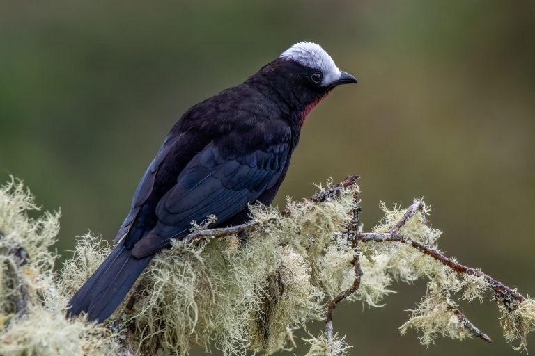 Tangara à coiffe blanche (Sericossypha albocristata) - San Isidro - Des deux côtés des Andes équatoriennes avec Birding Experience